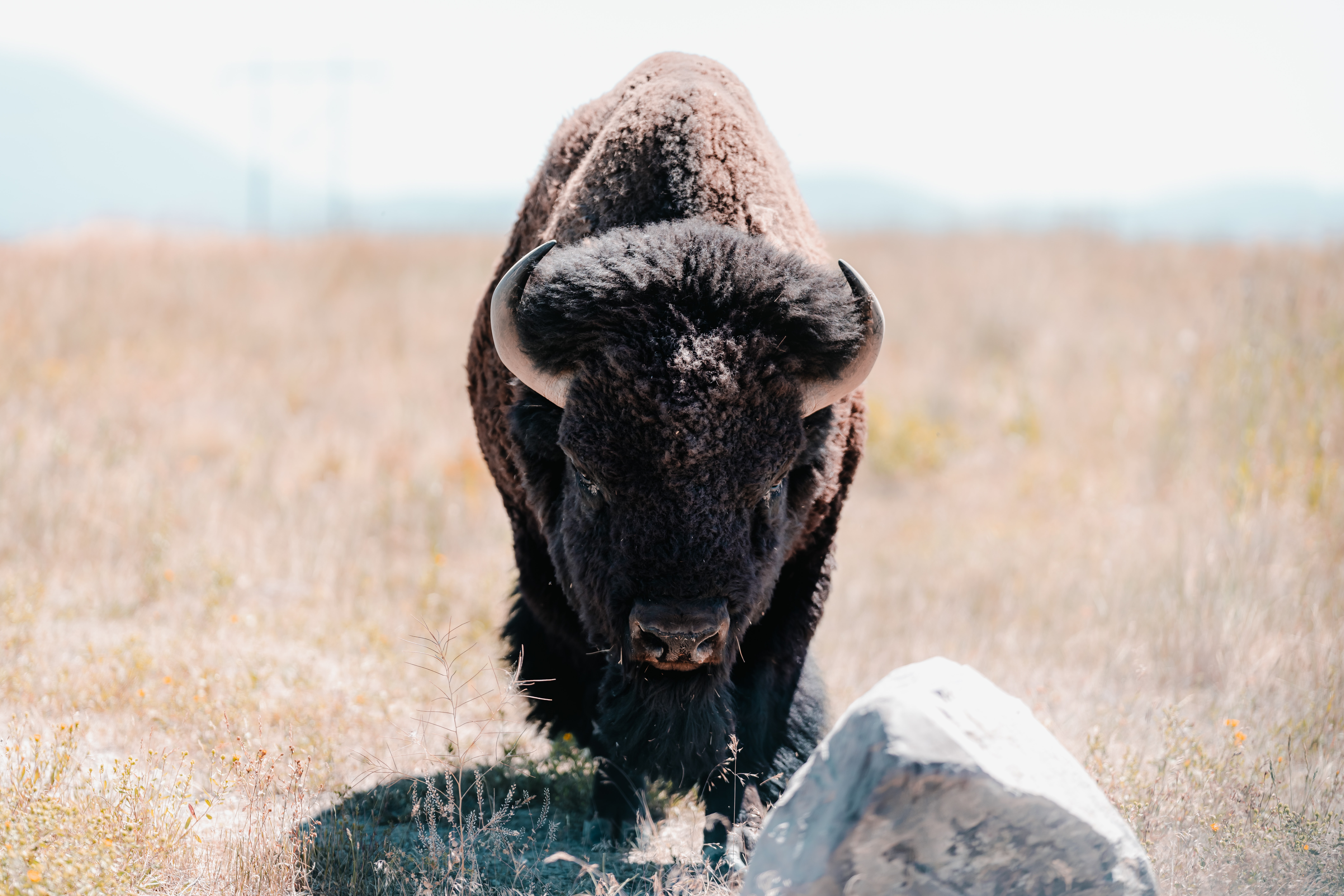 🦬 Bison are bringing biodiversity back to Kansas prairie land