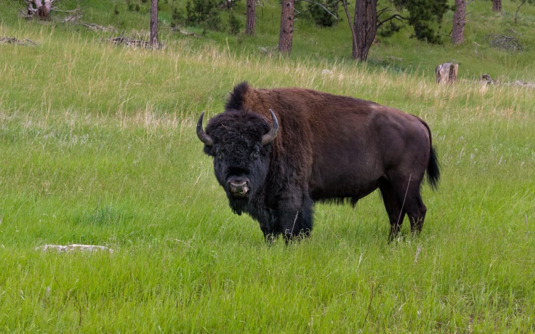 🦬 Bison returns to Romania after more than two centuries