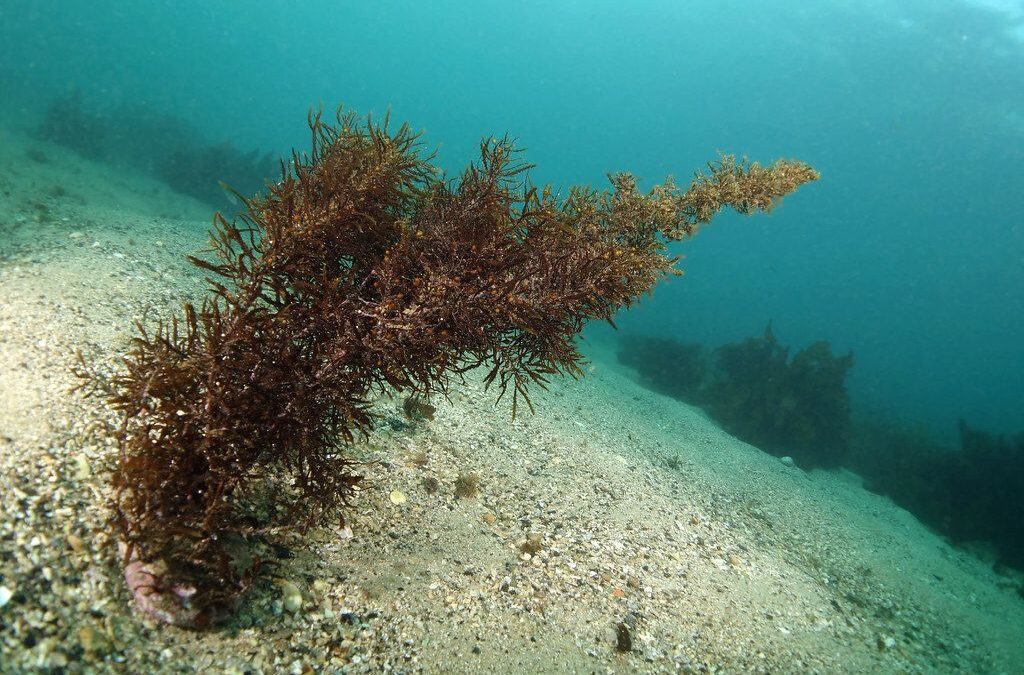 🌿 Discovery of brown algae evolution can have unforeseen consequences