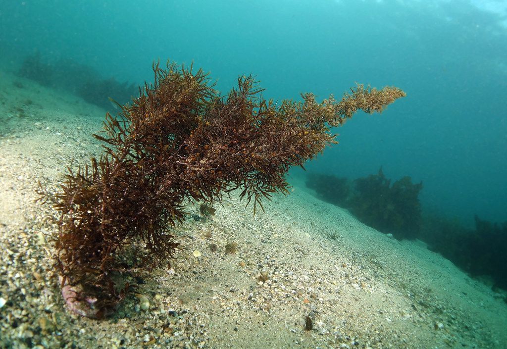 🌿 Discovery of brown algae evolution can have unforeseen consequences