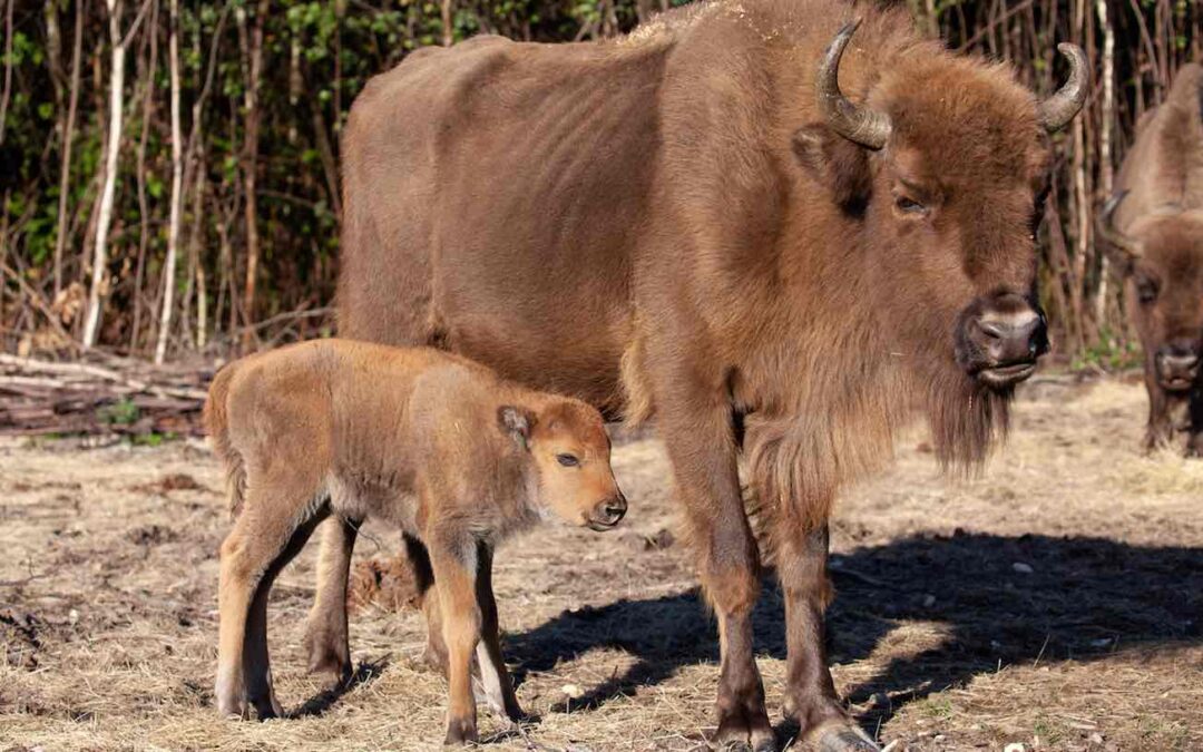 🦬 First Wild Bison in 6,000 Years Born in the UK