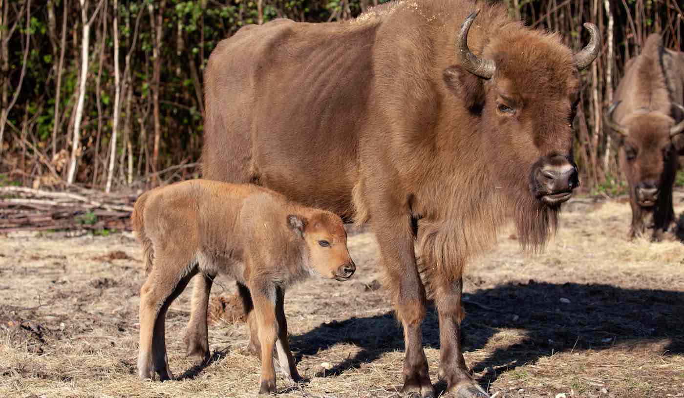 🦬 First Wild Bison in 6,000 Years Born in the UK